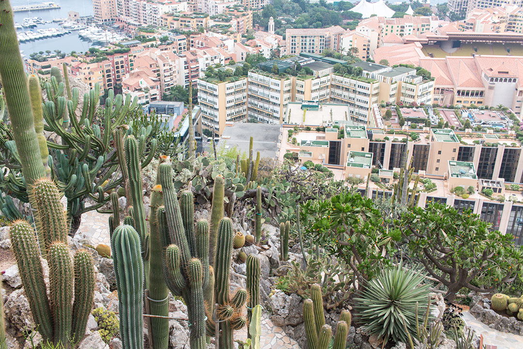 Gradinile exotice din Monaco si o priveliste superba spre Monte Carlo 14 gradini-exotice-14