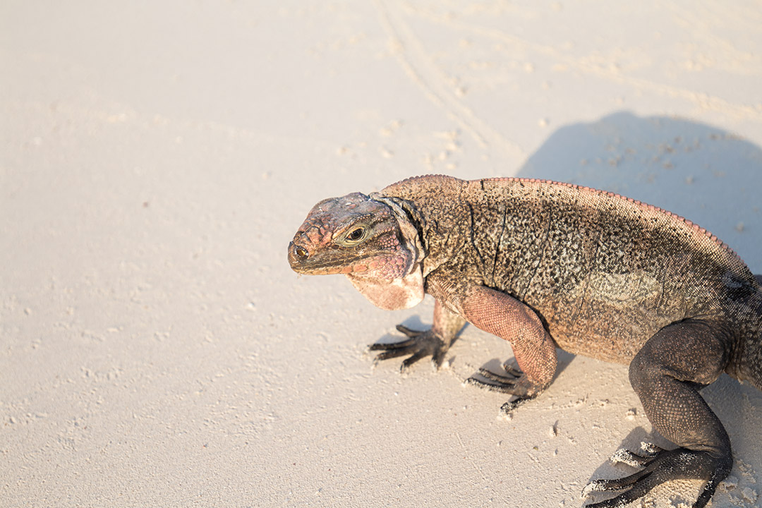 #SwimingPigs. Exuma Beach Bahamas, plaja cu porci care inoata 24 iguana-exuma-1