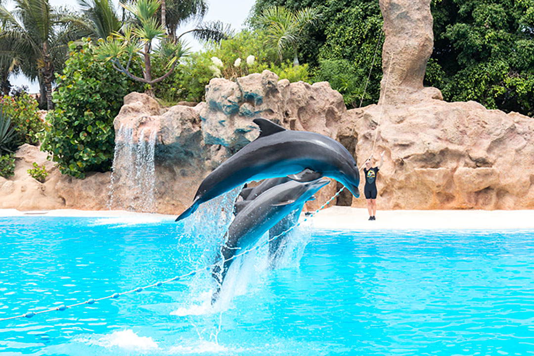 loro-parque-5