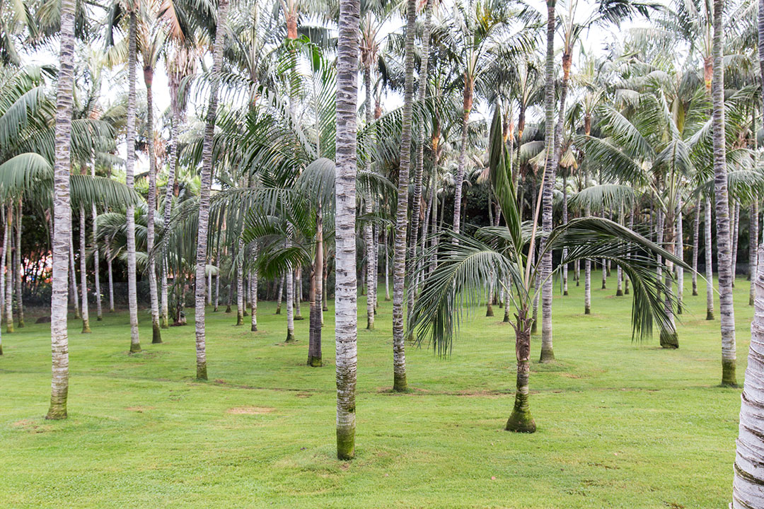 loro-parque-7