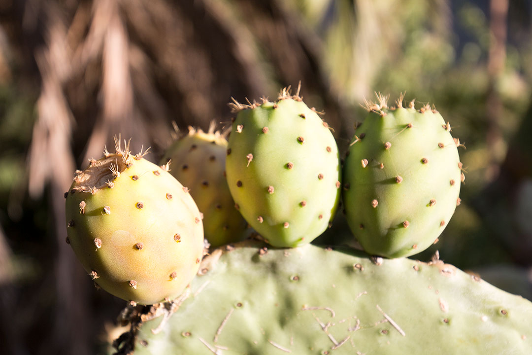 Masca, satul pierdut din Tenerife. Al doilea loc ca frumusete de pe insula 11 masca-12