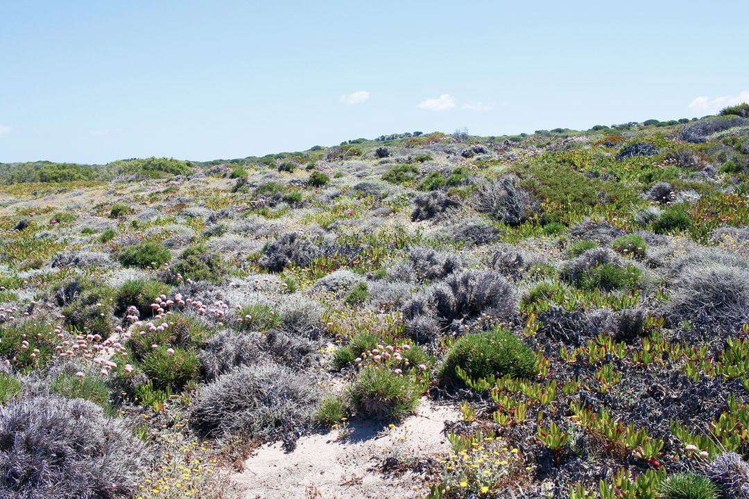 2 plaje salbatice din nordul Sardiniei - Monti Russu si Lu Littaroni 6 monti-russu-6