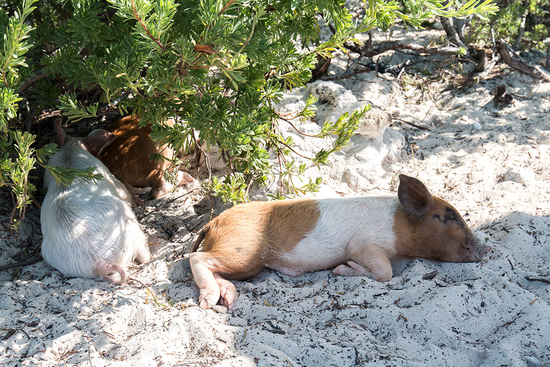 #SwimingPigs. Exuma Beach Bahamas, plaja cu porci care inoata 11 plaja-porci-exuma-bahamas-1