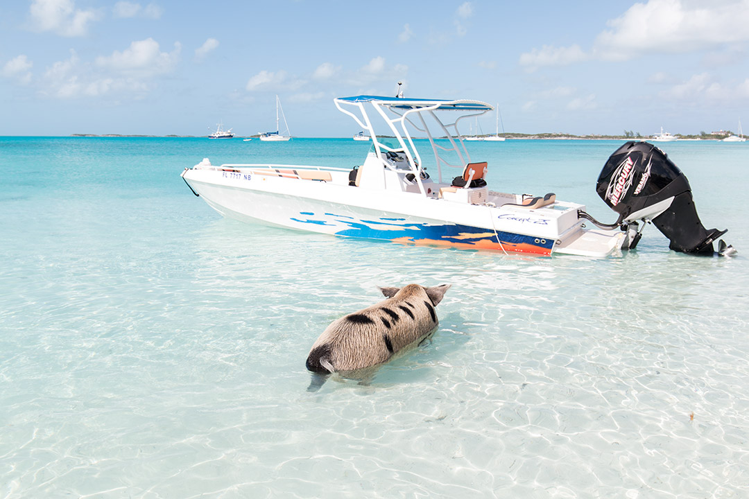 #SwimingPigs. Exuma Beach Bahamas, plaja cu porci care inoata 4 plaja-porci-exuma-bahamas-3