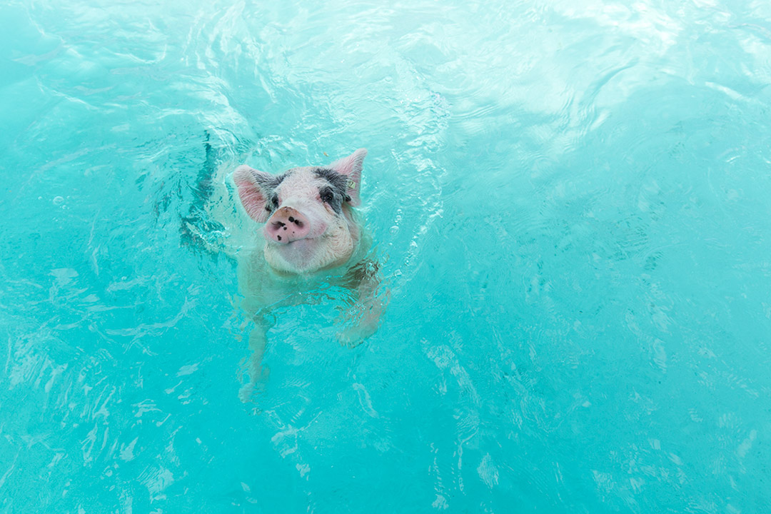 #SwimingPigs. Exuma Beach Bahamas, plaja cu porci care inoata 5 plaja-porci-exuma-bahamas-5