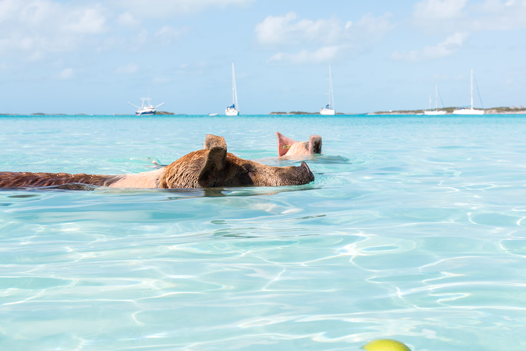#SwimingPigs. Exuma Beach Bahamas, plaja cu porci care inoata 7 plaja-porci-exuma-bahamas-6