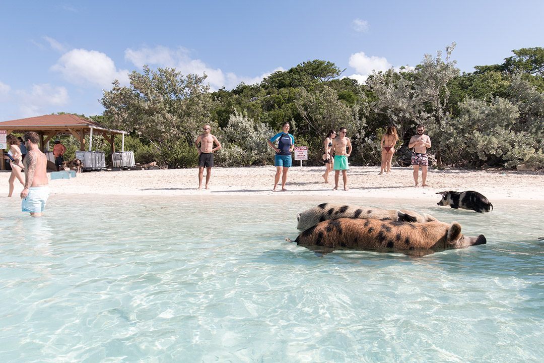 #SwimingPigs. Exuma Beach Bahamas, plaja cu porci care inoata 6 plaja-porci-exuma-bahamas-8