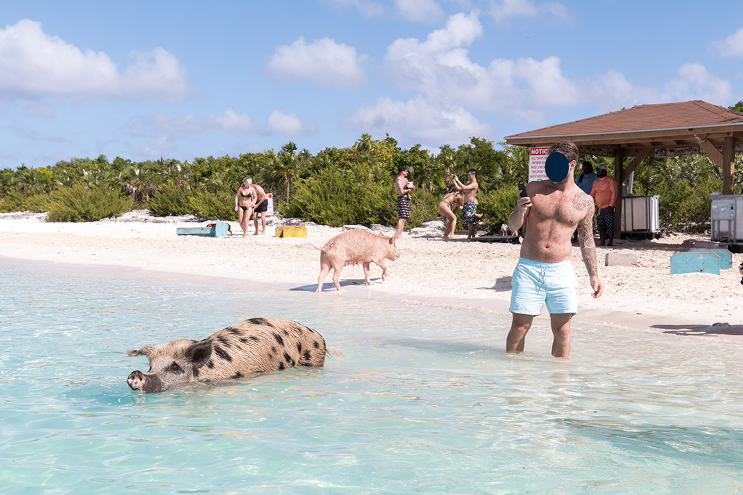 #SwimingPigs. Exuma Beach Bahamas, plaja cu porci care inoata 14 plaja-porci-exuma-bahamas-9