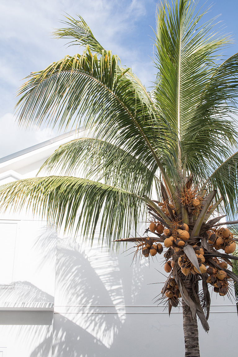 Am plecat in luna de miere. A ales doamna, Mauritius 12 ravenala-8