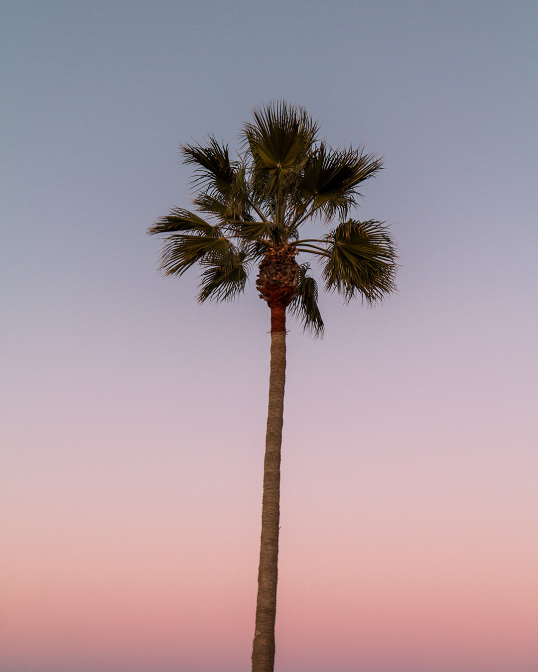palmier-california